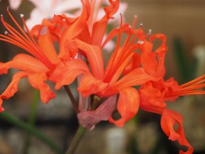 Nerine from Exbury