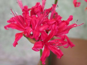 Nerine from Exbury