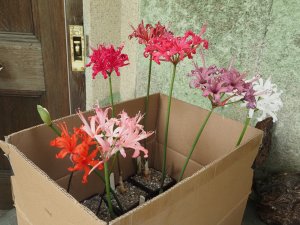 Nerine from Exbury