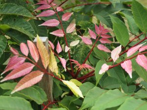 Toona sinesis ‘Flamingo’