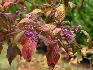 Callicarpa shirasawana