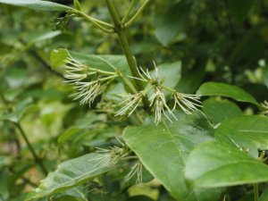 Coprosma grandifloria