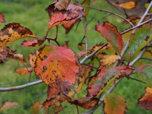 Crataegus calpodendron