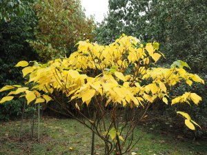 Mallotus japonica (male)