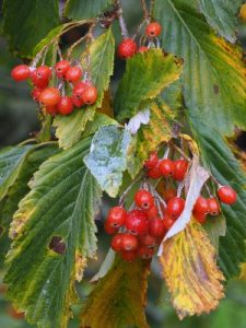 Sorbus japonica (BSUJ 11048)