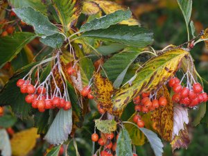 Sorbus japonica (BSUJ 11048)
