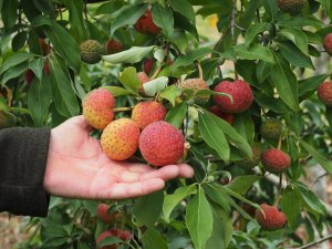fruits on Cornus capitata