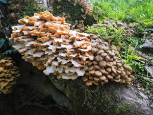 Four different sets of fungi