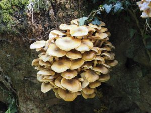 Four different sets of fungi