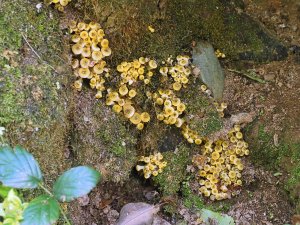 Four different sets of fungi