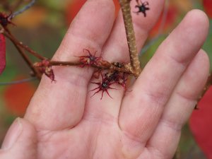 Disanthus cercidifolius