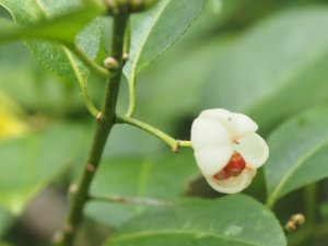 Euonymus Hamiltonianus ‘Pop Corn’