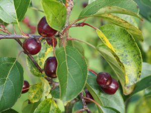 Malus ‘Braendkjaer’