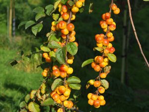 Malus ‘Butterball’