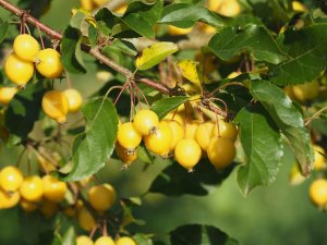 Malus ‘Comtesse de Paris’
