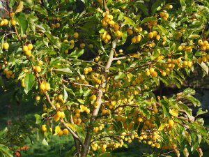 Malus ‘Comtesse de Paris’