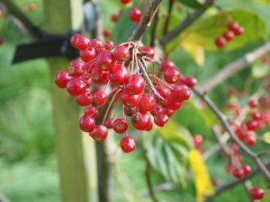 Malus ‘Donald Wyman’
