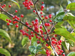 Malus ‘Donald Wyman’