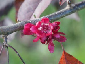 Malus ‘Dr Campbells’