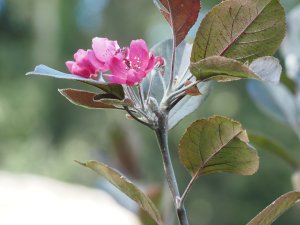 Malus ‘Dr Campbells’
