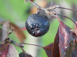Malus ‘Dr Campbells’