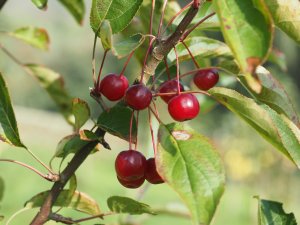 Malus hupehensis ‘Arie Mauritz’