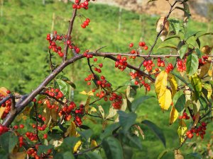 Malus ‘Indian Magic’