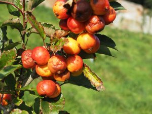 Malus ‘Marble’