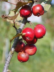Malus ‘Neville Copeman’