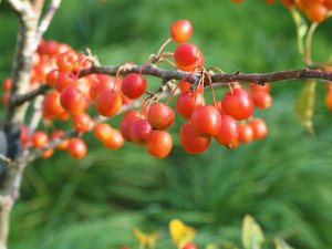 Malus ‘Professor Sprenger’