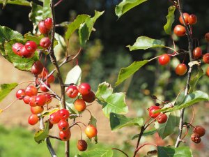 Malus ‘Rudolph’