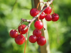 Malus ‘Sun Royal’