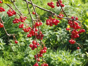 Malus ‘Sun Royal’