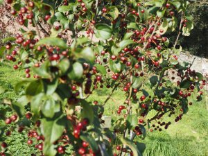 Malus ‘Wedding Bouquet’
