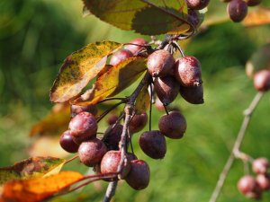 Malus x purpurea ‘Crimson Cascade’