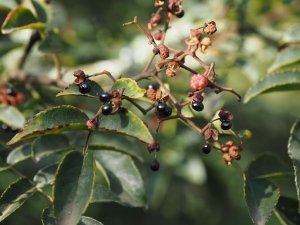 Another Zanthoxylum species