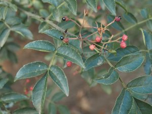 Another Zanthoxylum species