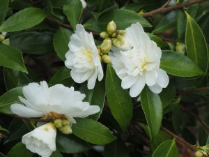 Camellia ‘Snow Flurry’