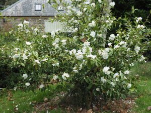 Camellia ‘Snow Flurry’