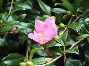 Camellia sasanqua