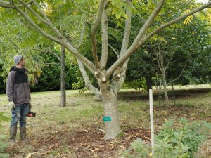 Juglans ailantifolia