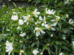 white flowered Camellia sasanqua