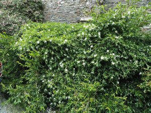 white flowered Camellia sasanqua