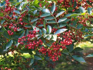 Zanthoxylum piperitum