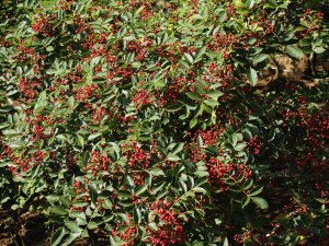 Zanthoxylum piperitum