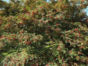 Zanthoxylum piperitum