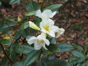 Rhododendron crassum