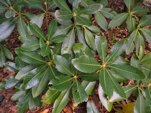 Rhododendron suoilenhense