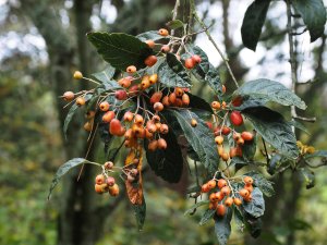 Sorbus folgneri ‘Emiel’