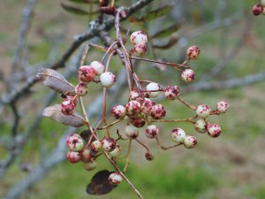 Sorbus gonggashanica